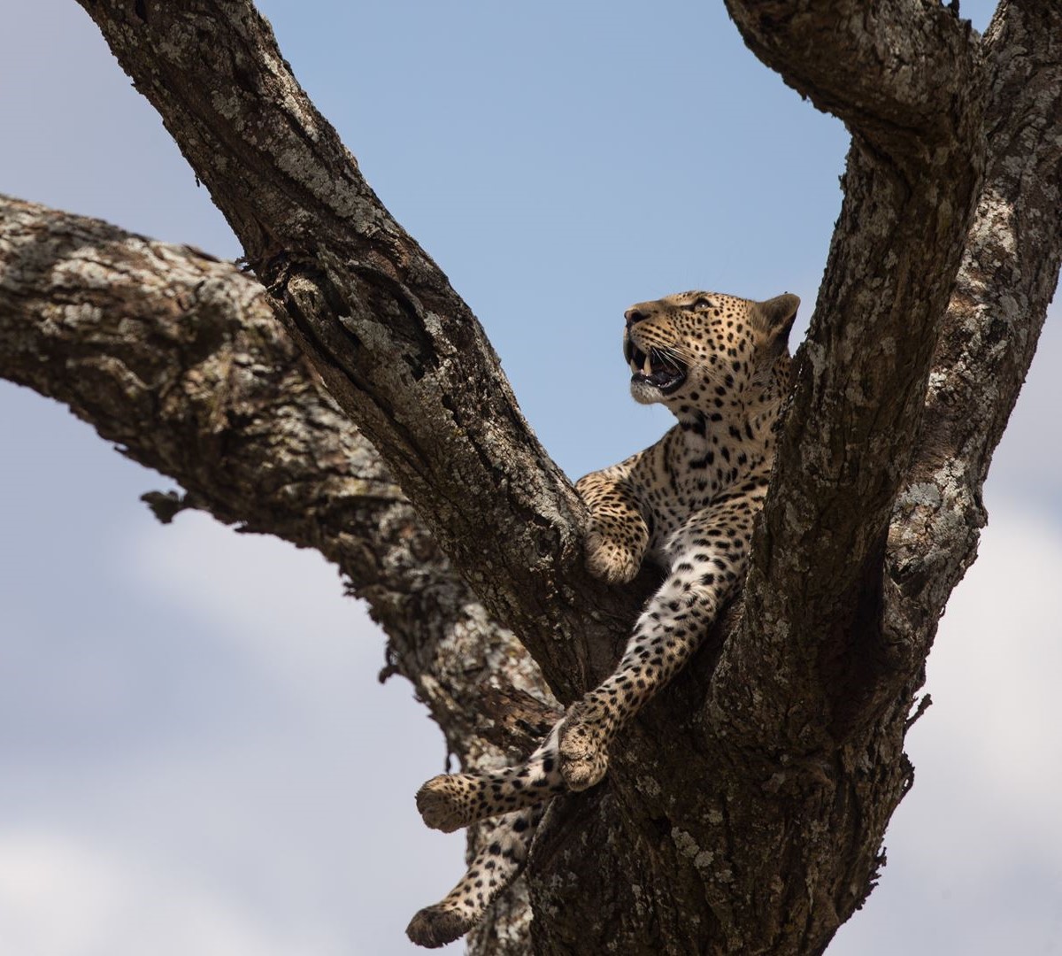 2 Days Tanzania Safari Royal Tour to Serengeti National Park